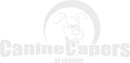 Canine Capers of Chester Logo in the footer